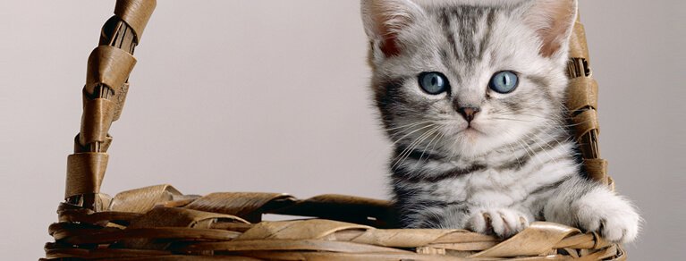 Whiskas® Kitten care