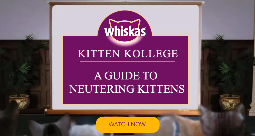 kitten neutering guide information for kitten owners kitten kollege video