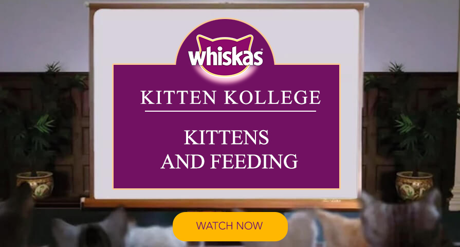 kittens drinking kitten kollege video